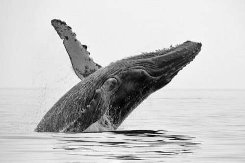 Ballena jorobada saltando en blanco y negro