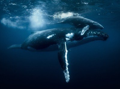 Ballenas jorobadas bajo el agua