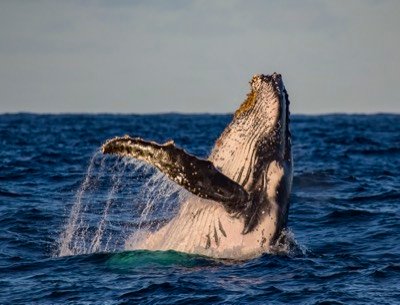 Ballena jorobada saltando al atardecer