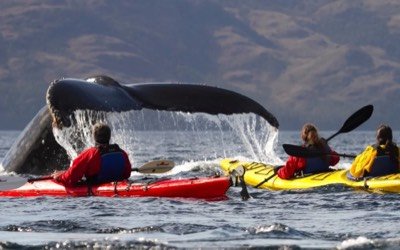Kayakistas frente a cola de ballena